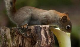 Love spells ⋨ Delaware ⋩ | +27826623707 |SPIRITUAL HEALER/ SANGOMA in North Carolina, North Dakota, Ohio, Oklahoma, Oregon, Pennsylvania, Rhode Island, South Carolina, South Dakota, Tennessee, Texas, Utah, Vermont, Virginia, Washington, West Virginia, Wisconsin, Wyoming,